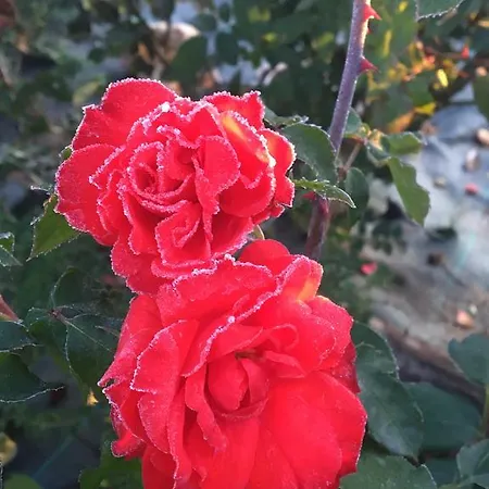 Çiftlik konaklama Da Mamma